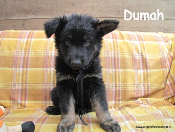 Dumah, ODH pup 6 wk